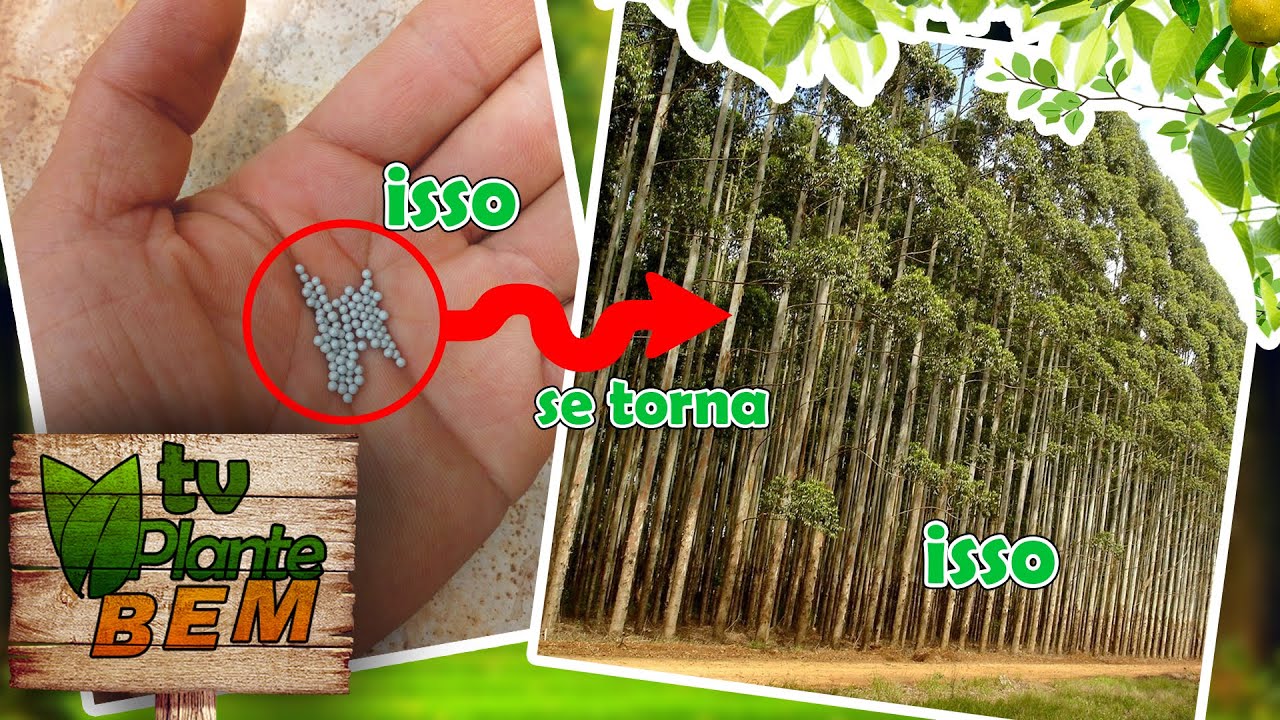 PLANTIO DE EUCALIPTO COM SEMENTES (SIMPLES)