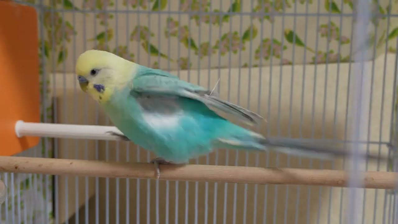 お腹が空いてお昼ごはんまで手を出しちゃったよ