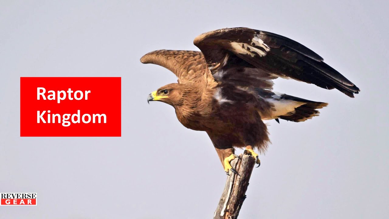 Tal Chhapar - Part 3 : Where Birds of Prey Gather - Awesome Day 1 Afternoon