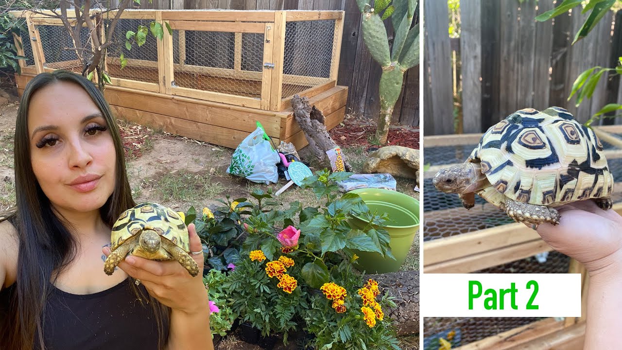 LEOPARD TORTOISE outdoor enclosure! Decor and Setup