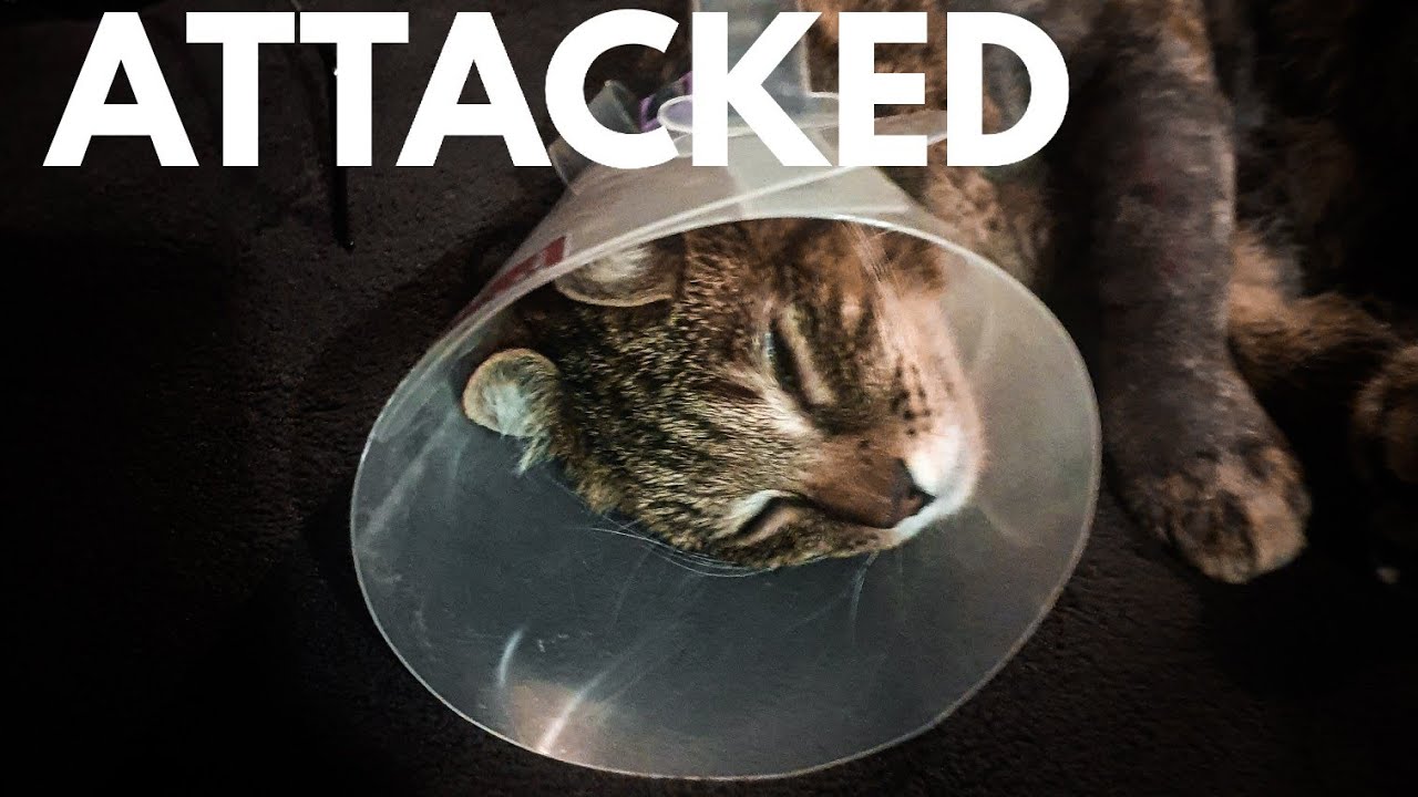 Aimee is ATTACKED - Van Life With A CAT