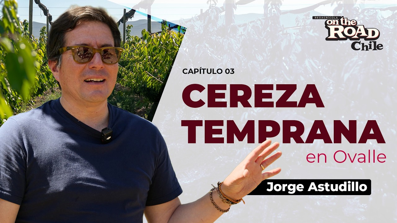 Cerezas tempranas en Ovalle: manejo de Santina, Rainier y Royal Down para fruta premium a Asia