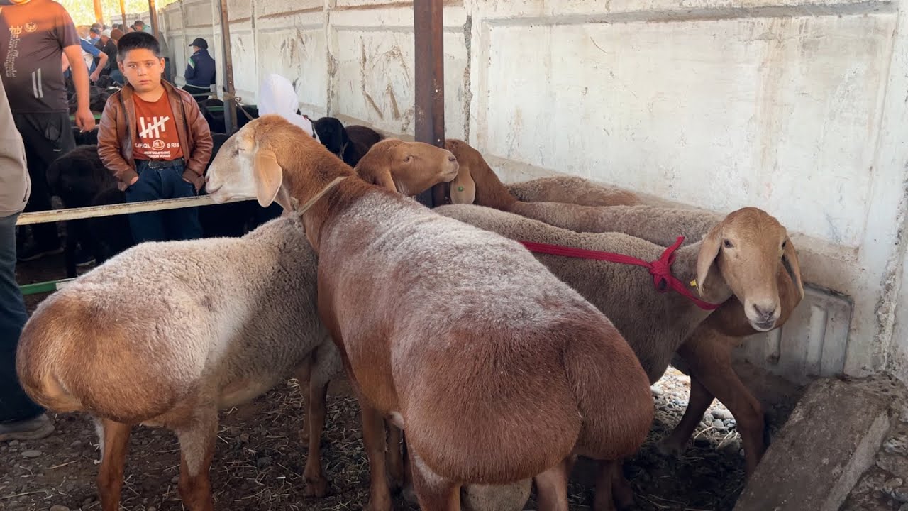 Asaka qõy bozori bugungi narhlar bilan tanishing 29.05.2025yil