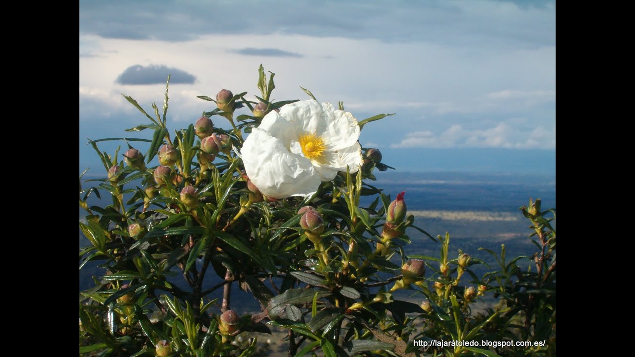 Día de la Comarca de La Jara. 30 de Mayo de 2016