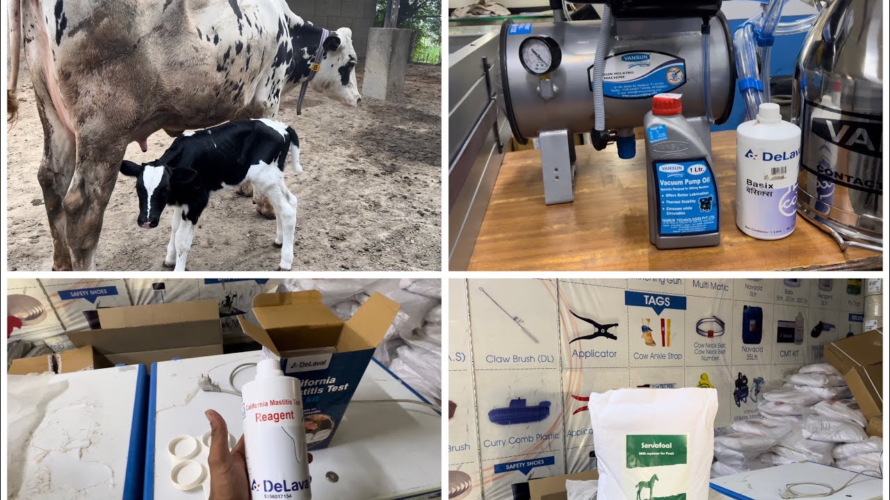 PDFA Store ਤੋਂ Vansun ਦੀ Milking Machine ਲੈ ਕੇ ਆਏ । 23 no Heifer ਦਾ ਸੂਆ ਪਿਆ । Bassi Dairy Farm