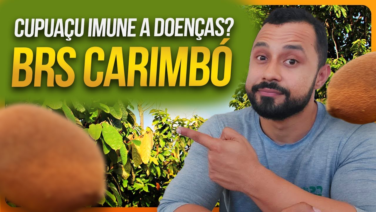 Cupuaçu criado pela Embrapa | Cupuaçu BRS Carimbó