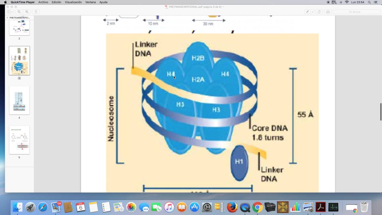 Histonas en regulacion pretranscripcional