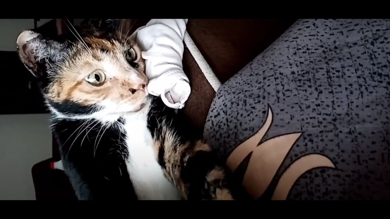 7 Reasons WHY CATS GROOM? Your Cat's Grooming Habits 😸 #Tan&Tats #catmania #catsworld