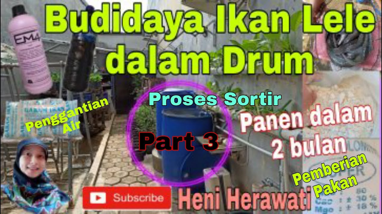 Budidaya Ikan Lele Dalam Drum || Panen dalam 2 Bulan || Proses sortir || Ganti Air || Part 3