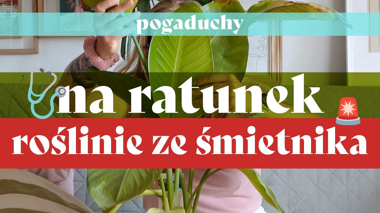 🚨 Strelicja ze śmieci - przeżyje?