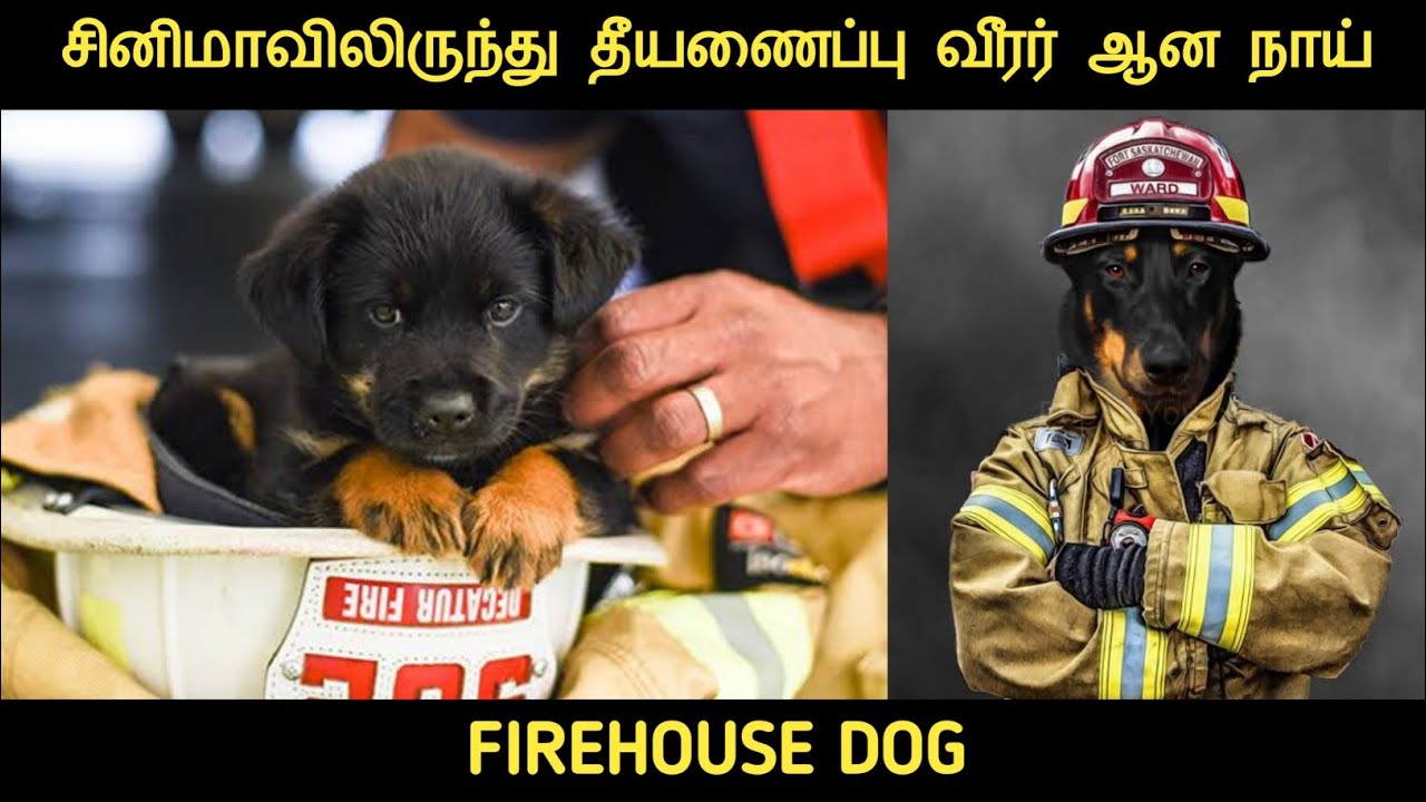 தீயணைப்பு நாய் (2007) விளக்கம் by Movie Multiverse