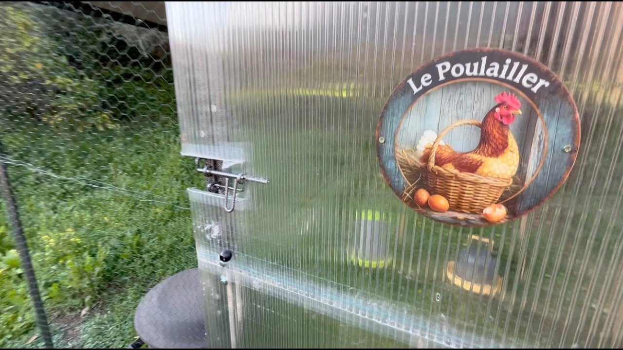 Nouveau poulailler