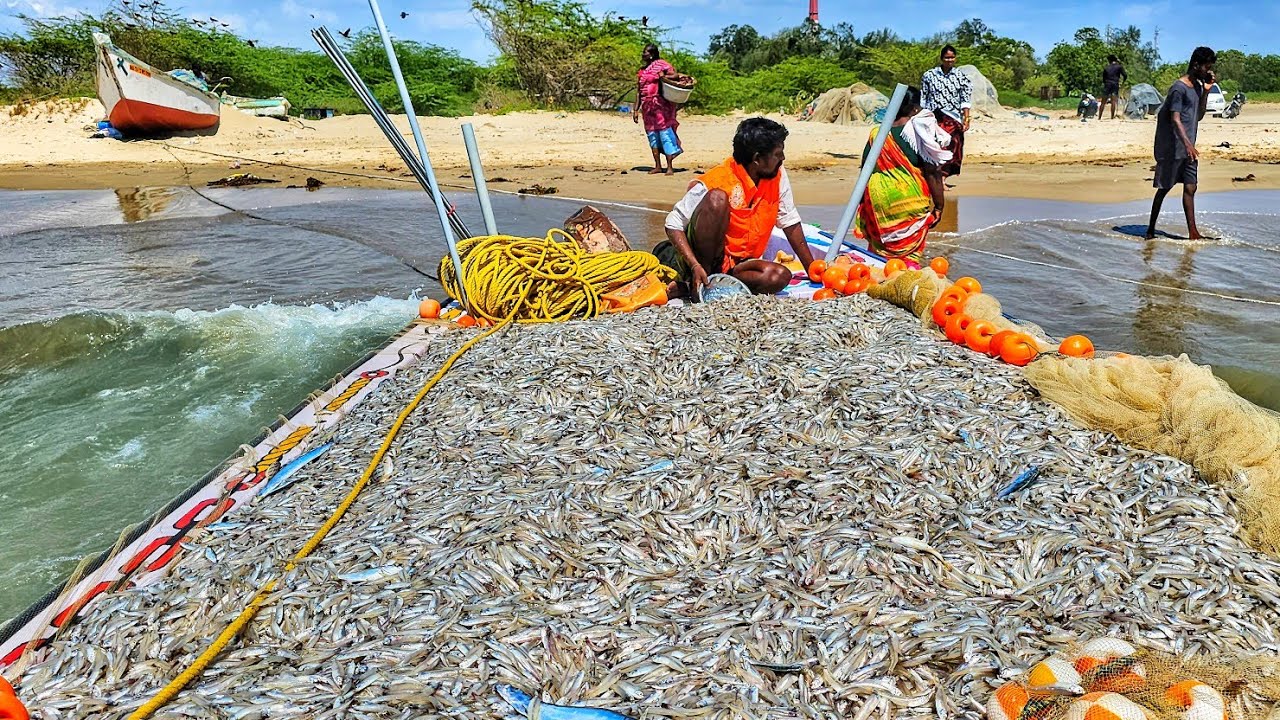 புது போட் முழுவதும் கோவா நெத்திலி மீன் இன்னைக்கு எத்தனை லட்சம் தெரியுமாGoa anchovy fish  new bot