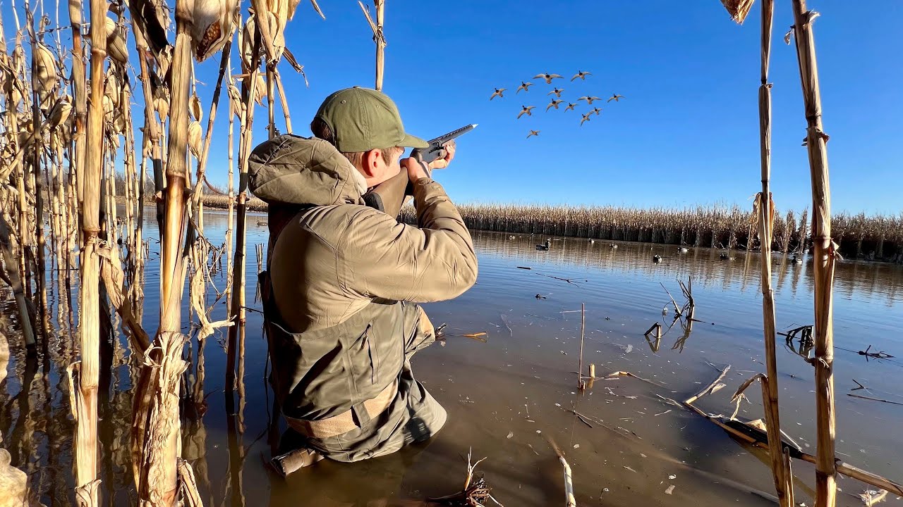 Duck Hunting a FLOODED Corn Field LOADED with DUCKS!