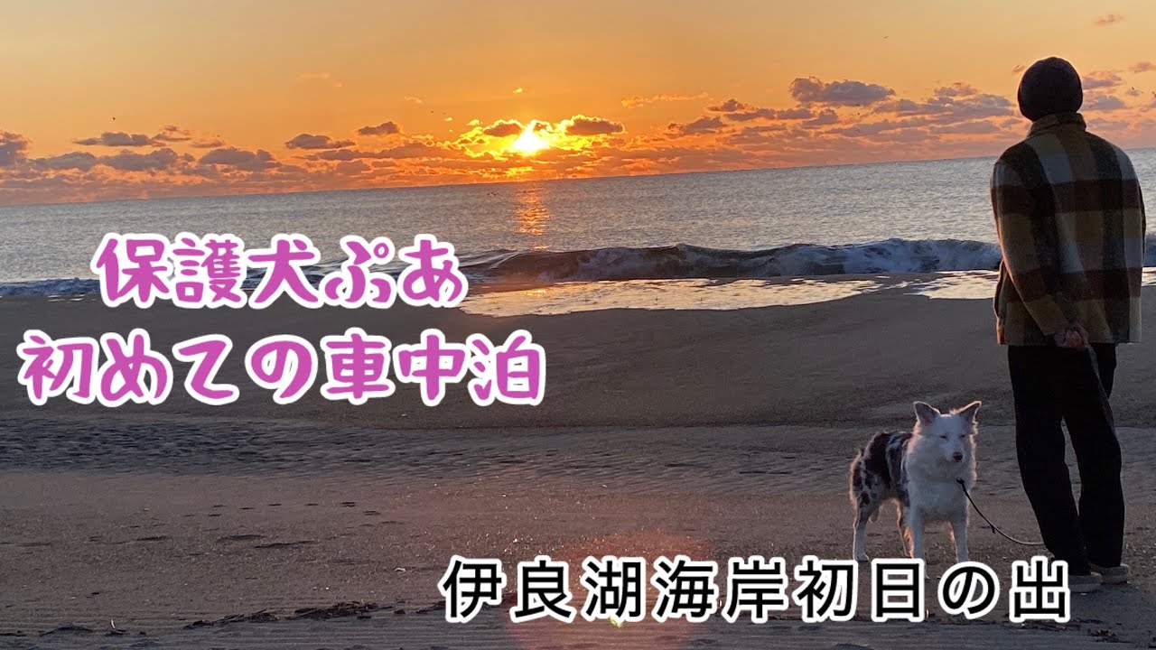 【保護犬ぷあ】我が家に来てから16日目💕ぷあと一緒に歩み始めました