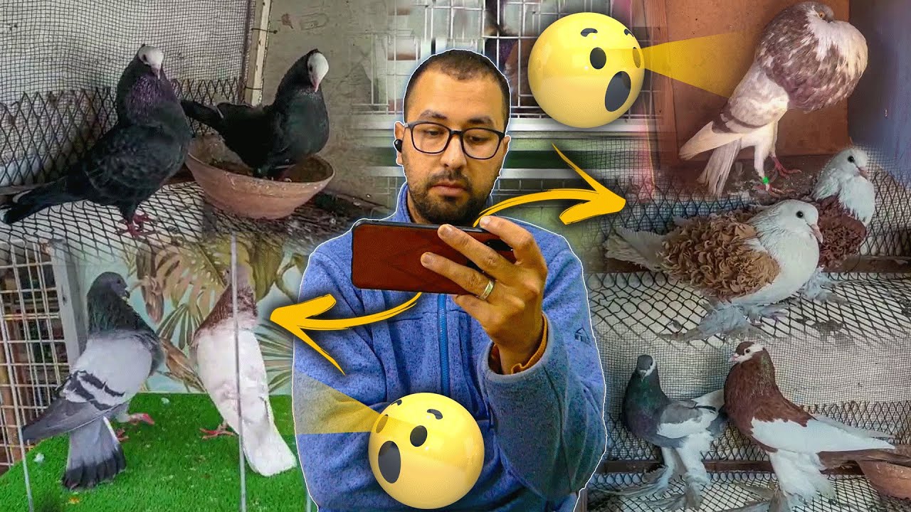 بيع حمامك#2 | احضرت لكم أجمل انواع حمام للبيع 😍