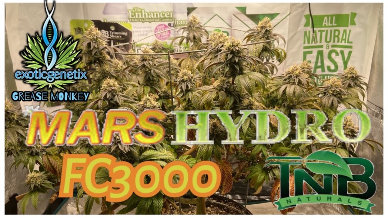 Wk8 flower Exotic Genetix Grease Monkey 1.0 under  @Mars Hydro  FC3000 with  @TNB Naturals  products
