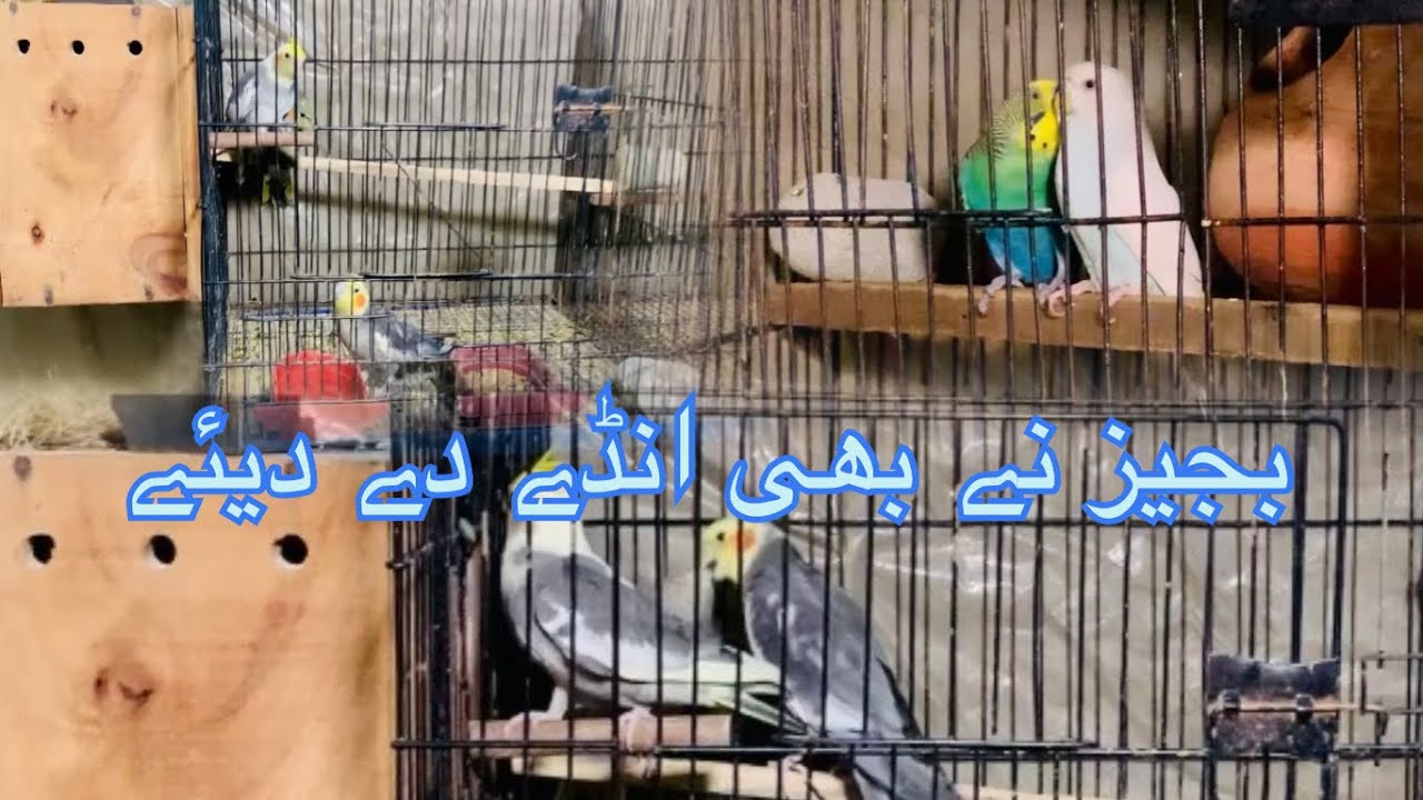 budgies ne bhi Ande De Diye