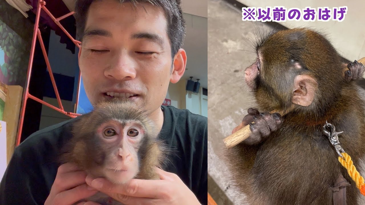 ルートくんの頭にできたハゲのその後。