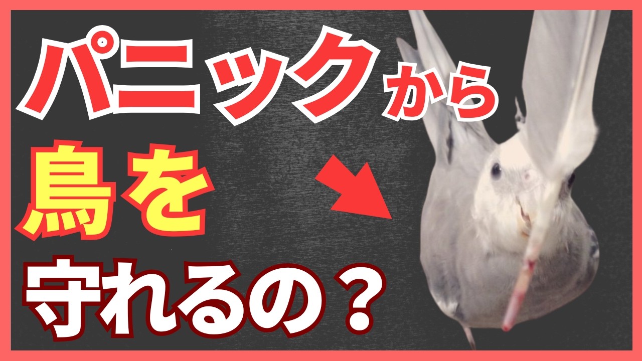 【オカメパニック】鳥のパニックとは？〜原因・対策・怪我のリスク〜【インコ・オウム】