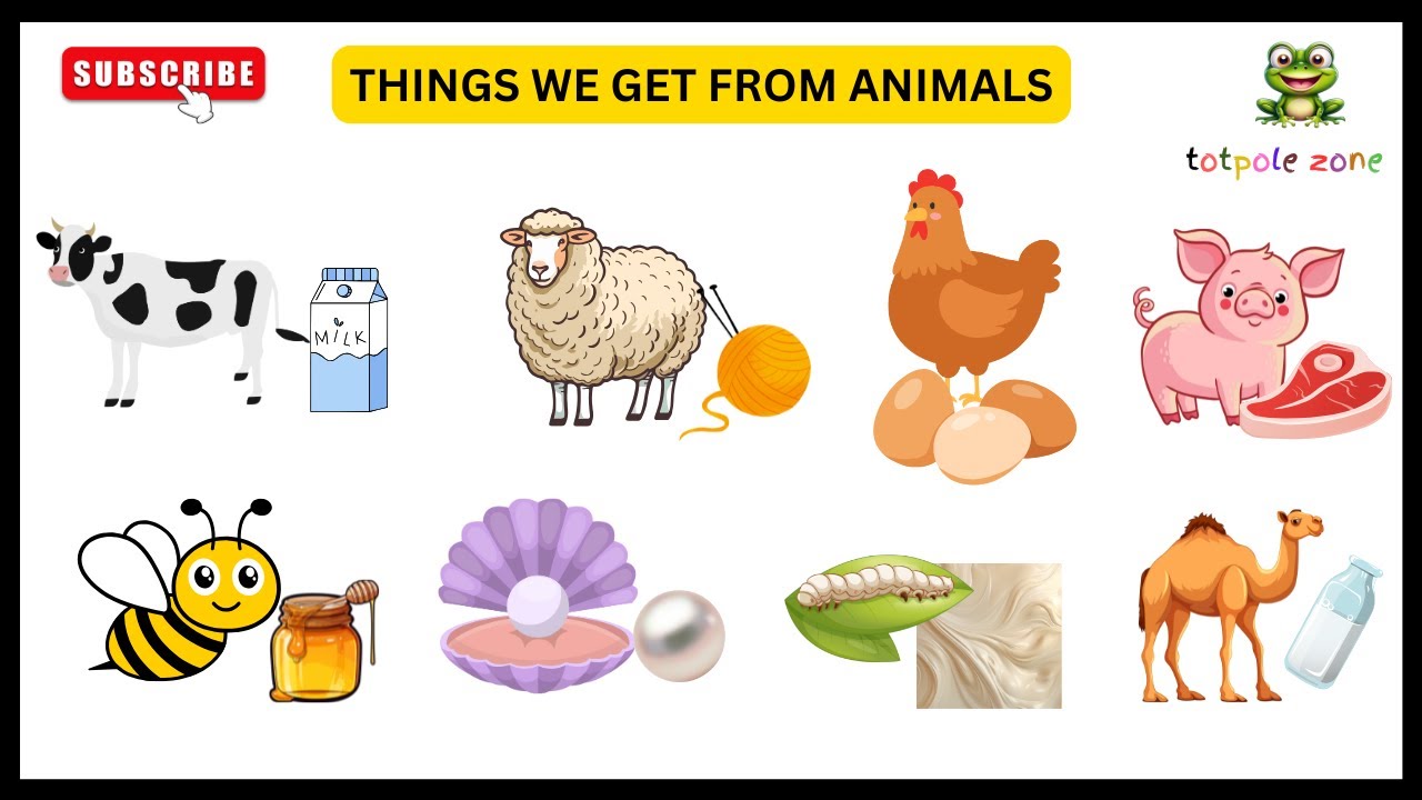 Things we get from animals | Animals and animal products | Uses of animals | How animals help us