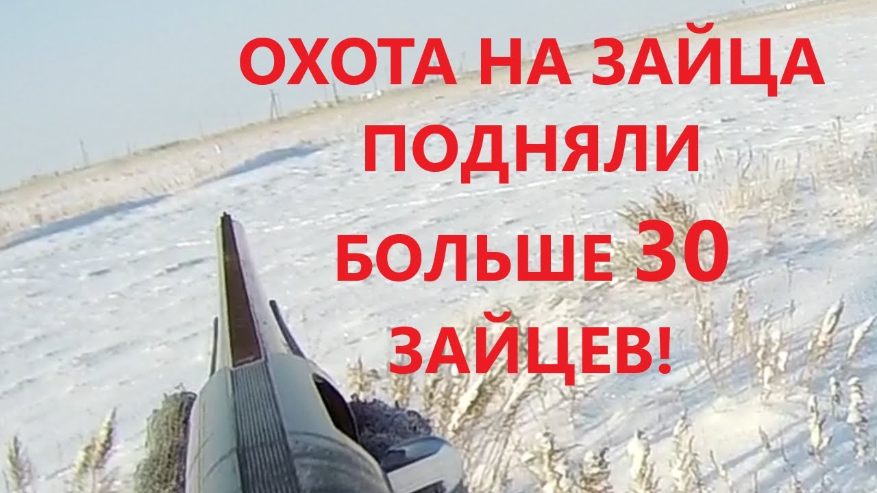 ОХОТА НА ЗАЙЦА ПОДНЯЛИ БОЛЬШЕ 30 ЗАЙЦЕВ