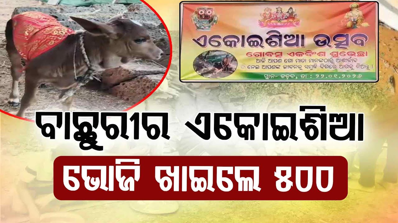 ବାଛୁରୀର ଏକୋଇଶିଆ ଜମିଲା ଭୋଜିଭାତ ଆସର... | Calf | Birthday Celebration | Khordha | Argus Digital