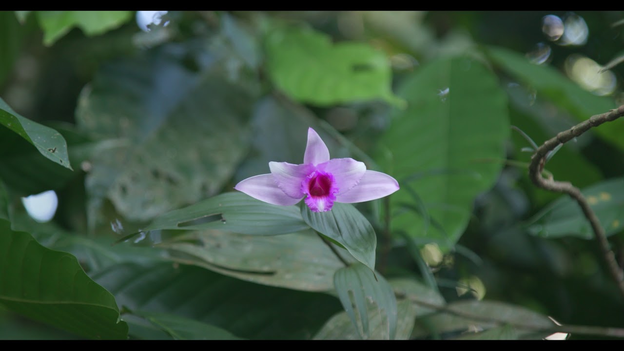 The Orchids of Pierella Ecological Garden