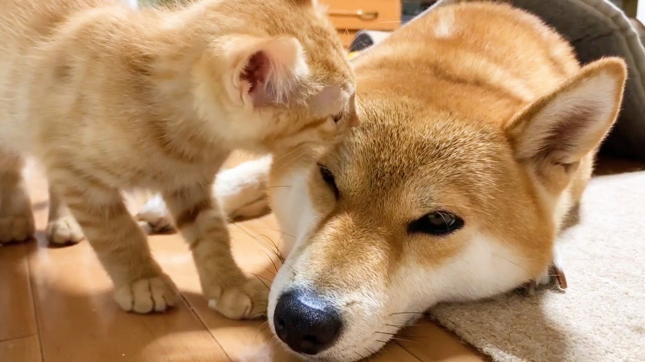 柴犬ママ♥不思議そうに集まる子猫と猫と終始笑い続ける柴犬パパ♪