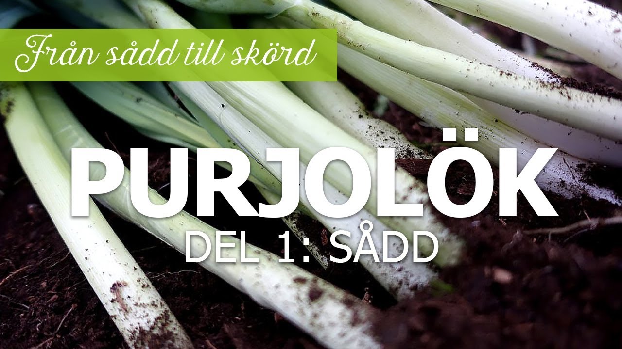 Purjolök från sådd till skörd - Del 1: sådd