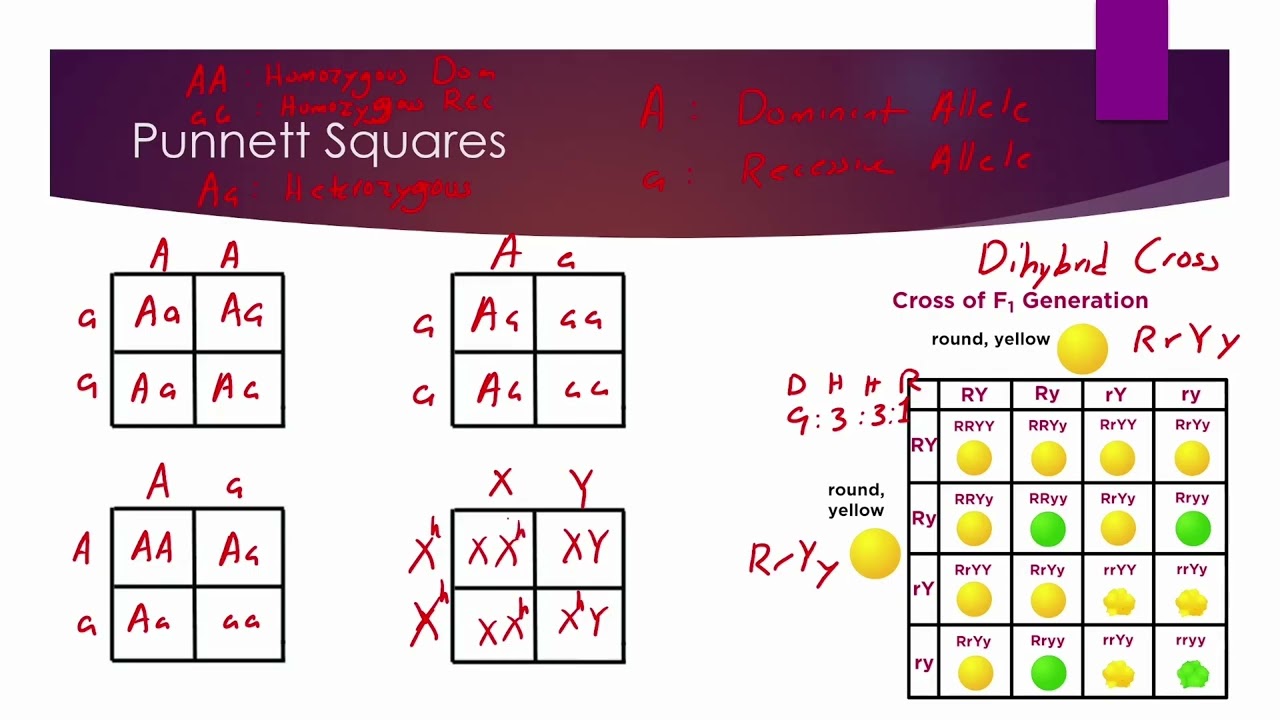 Road to Success MCAT Test Prep: Biology: Genetics and Evolution