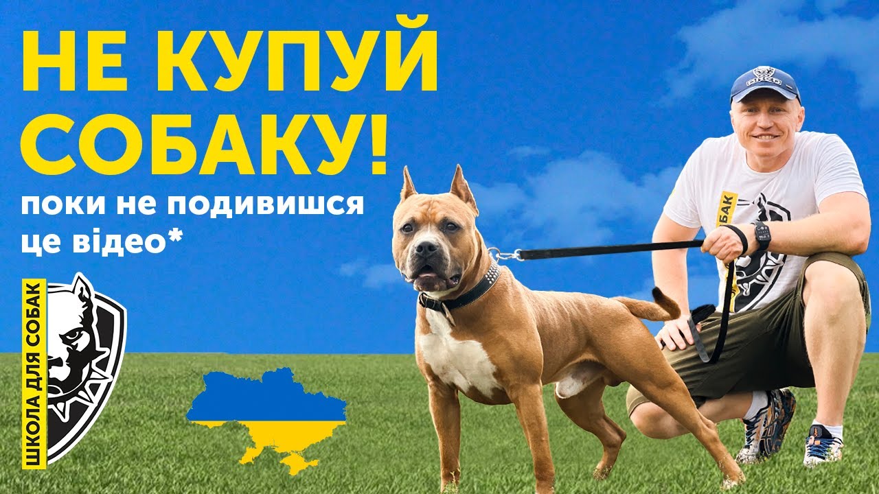 На що звернути увагу перед покупкою собаки? | Графік життя з собакою | Відповідальність собачника