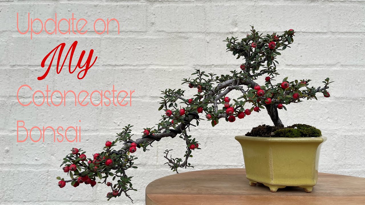 Update on My Cotoneaster Bonsai