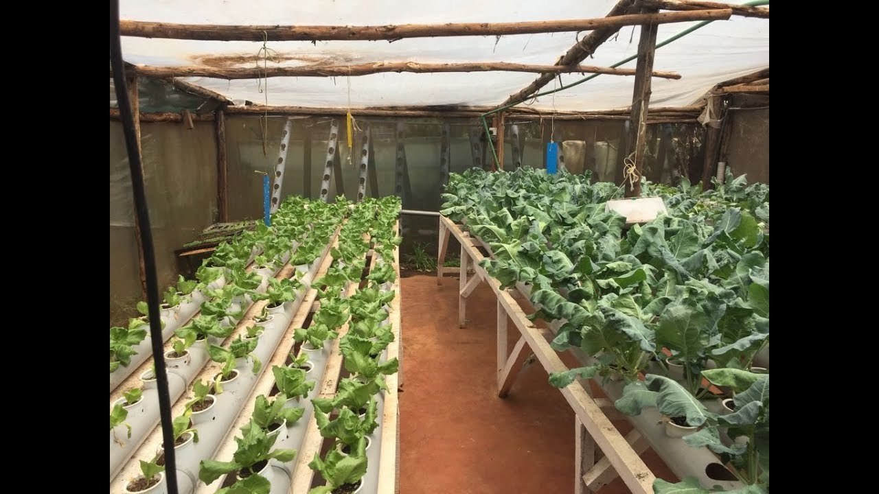 Hydroponics farming system in Kenya - part 2