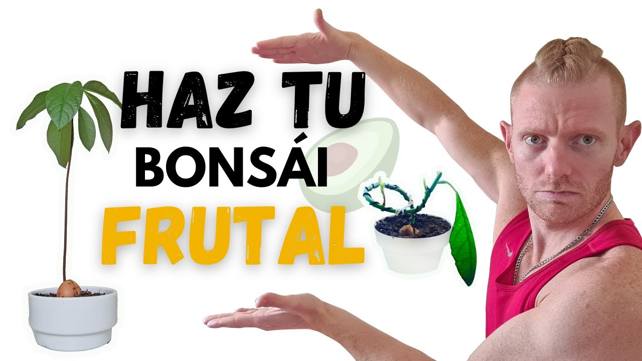 Te Enseño cómo Alambrar un BONSAI  de AGUACATE 🌳 Paso a Paso