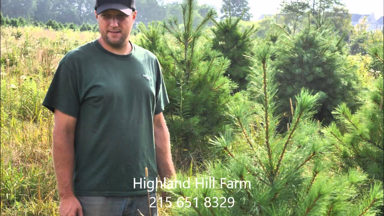 Small Field Grown White Pine Trees