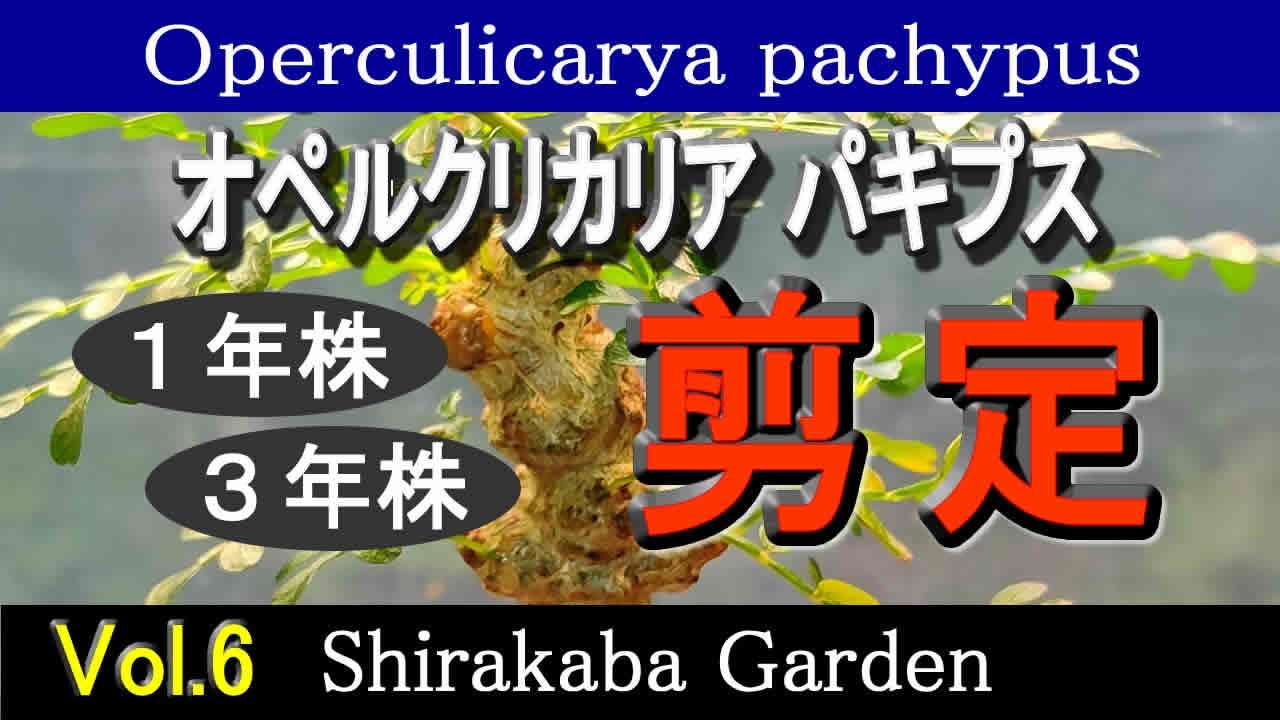 ■1年株と３年株の剪定■オペルクリカリア パキプス Vol.６・剪定・挿し木、根ざしの検証 Operculicarya pachypus・Cultivation by cuttings