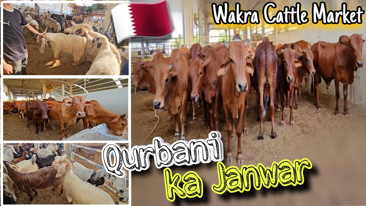 Bakra Mandi Vlog 🐐🐏🐂 | Price budget? 💸💰| Eid ul adha 2024 | Complete Guide | Maher Good Life #قطر