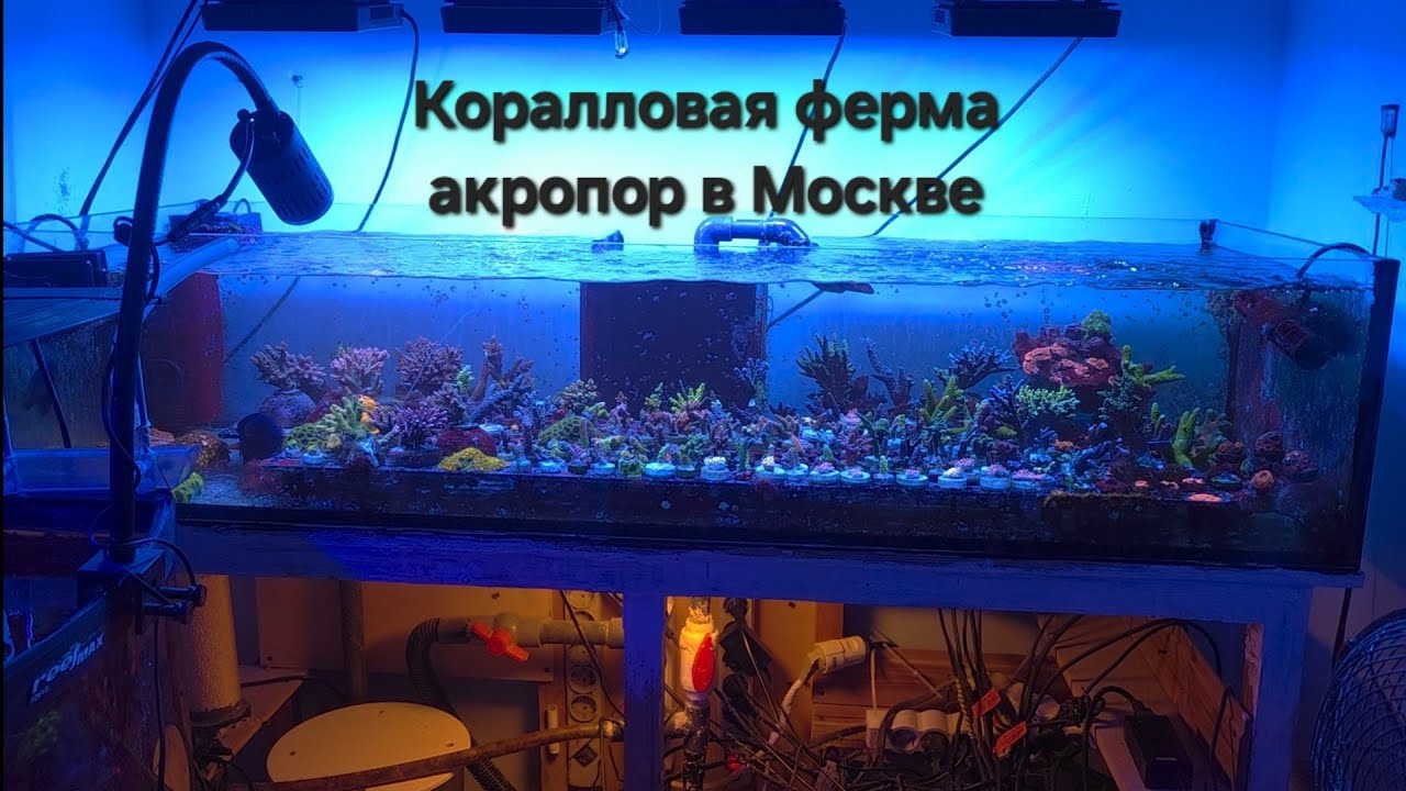 Коралловая ферма акропор в Москве