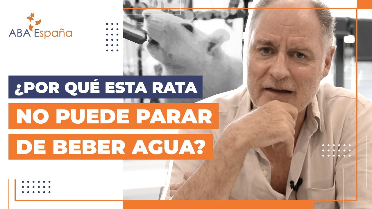 🐭 💦 ¿Por qué esta rata no puede parar de beber? Una introducción a la conducta inducida