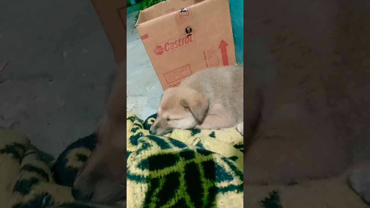 New Dog tibattan Mustif