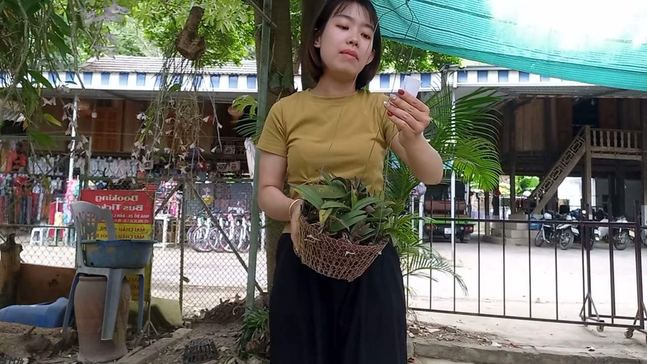 19/3 CÔ GIÁO VÙNG CAO BÁN LAN RỪNG GIÁ RẺ 0364773794 @ PHONG LAN RỪNG HÒA BÌNH 