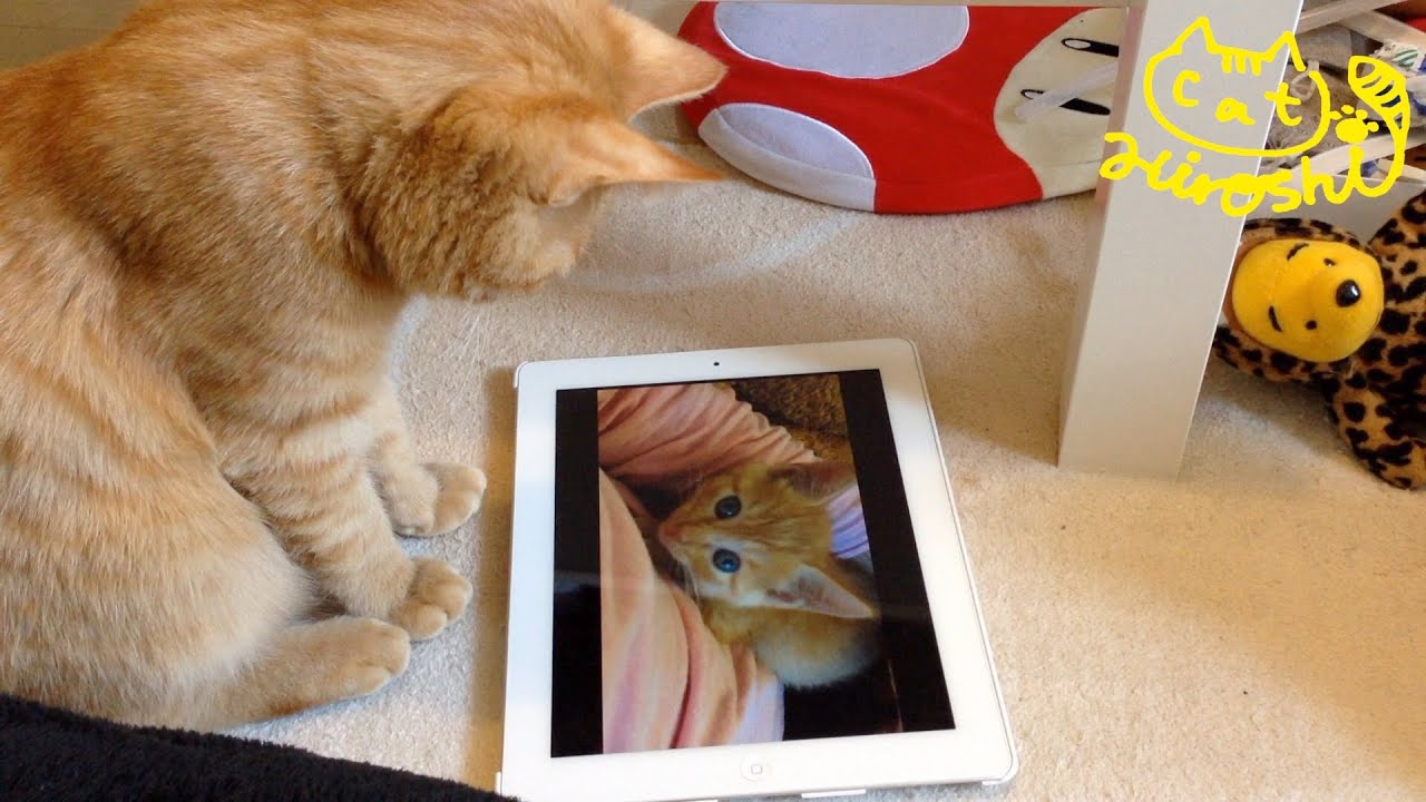 茶トラ子猫時代「ひろし」前足揃えてiPadでYouTube猫動画を視聴「可愛い子猫ニャ」…昔の自分だよ(￣∀￣)