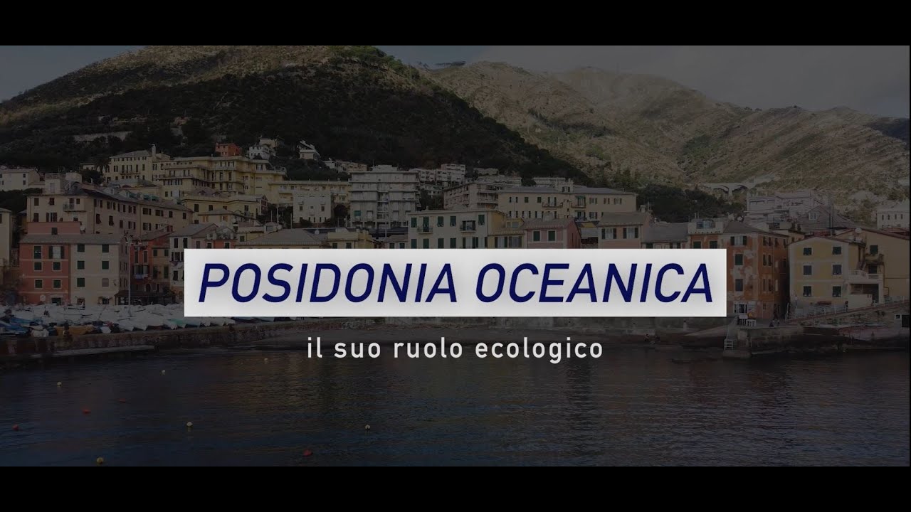 Progetto SUNRISE - Posidonia oceanica: il suo ruolo ecologico