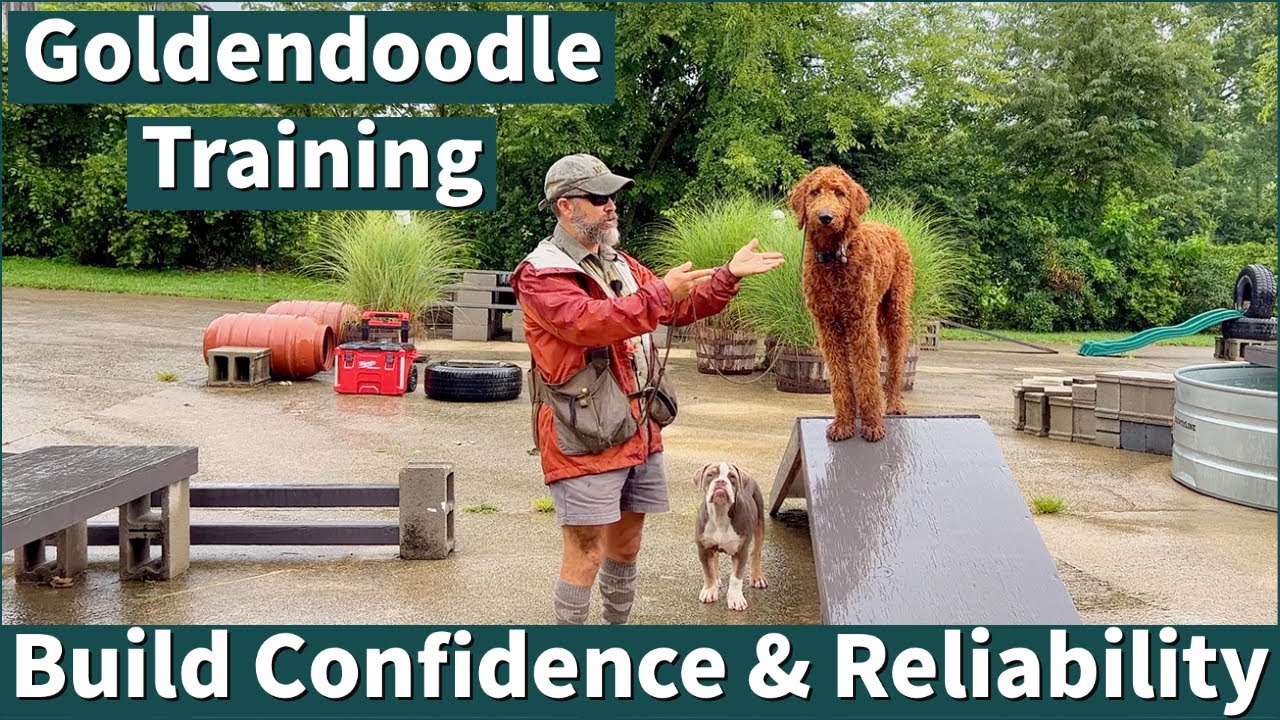 Обучение и укрепление уверенности в себе с помощью Goldendoodle | Пример онлайн-коучинга
