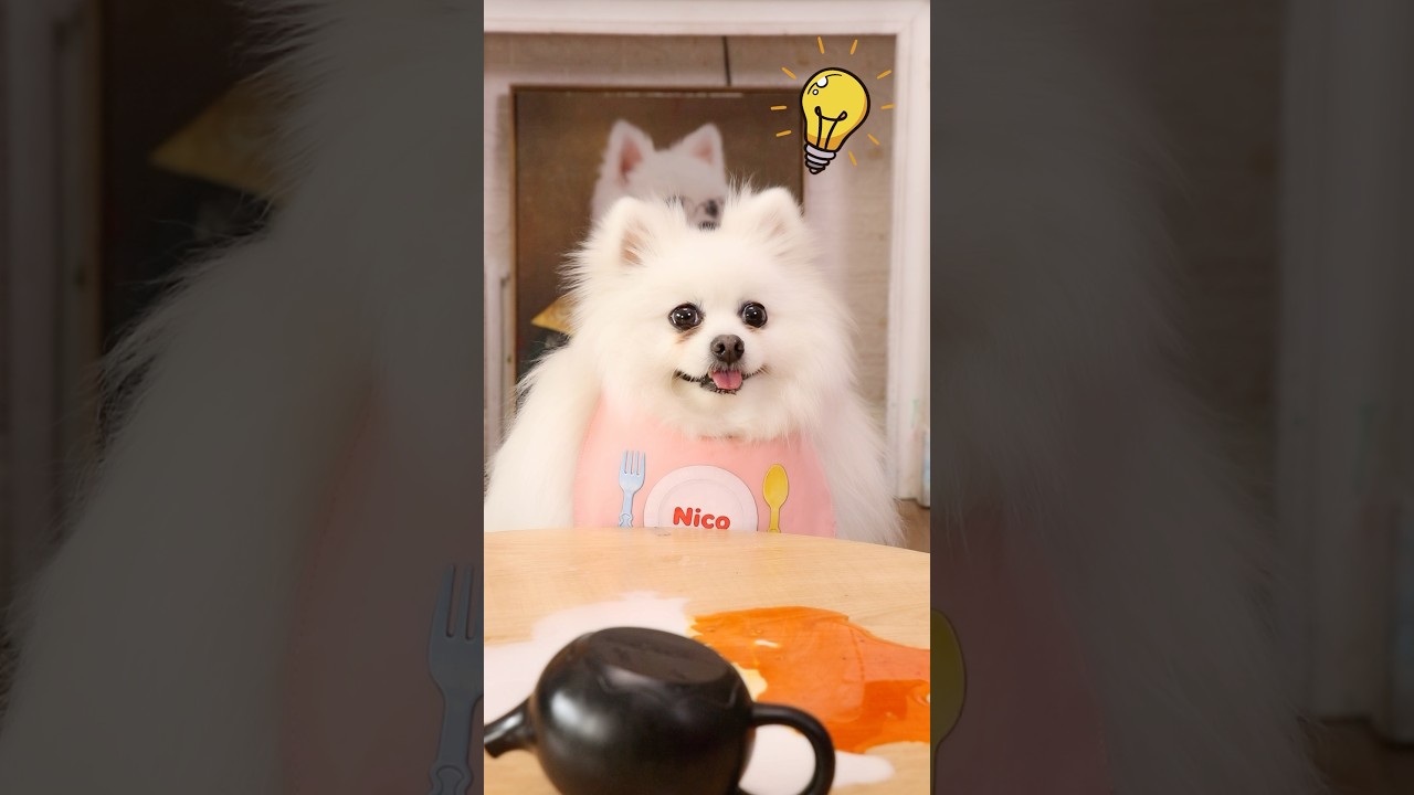 I recognized my mother&rsquo;s magic! #funny #pets #smartnico #cute #nico