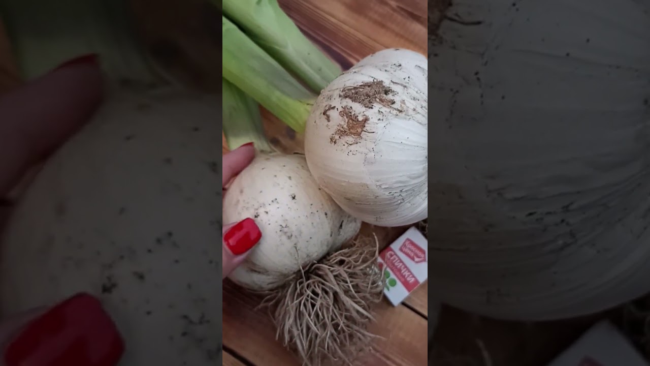 Вацап / мах  для каталога 89152458159 письменно