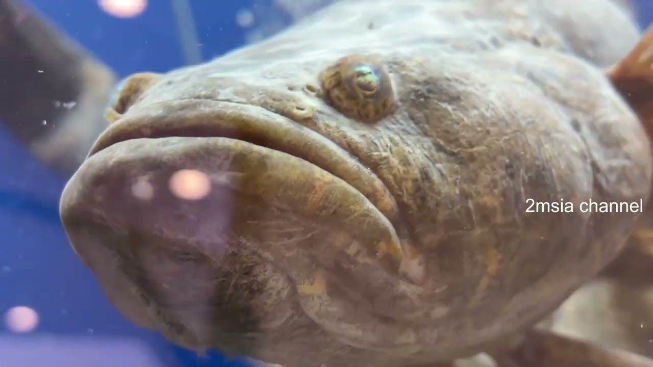 Life Seafood Fish Crab Prawn Close Shot Video Full HD 60FPS