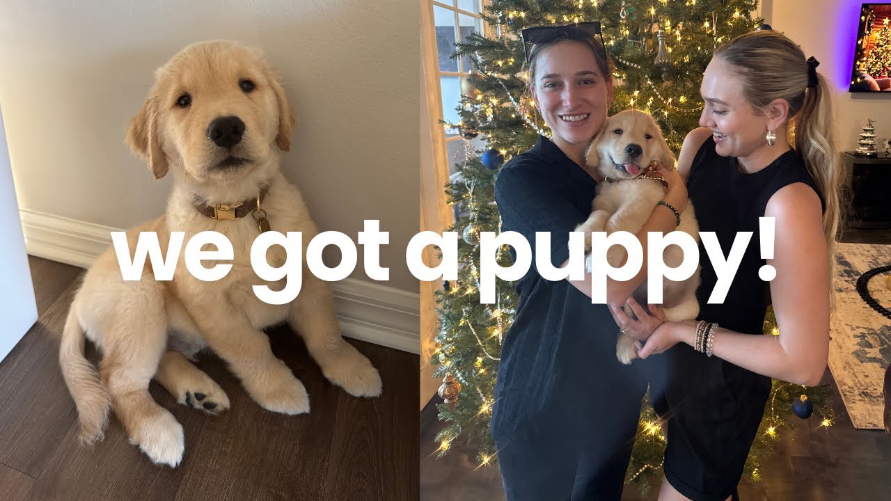 picking up our golden retriever puppy!!