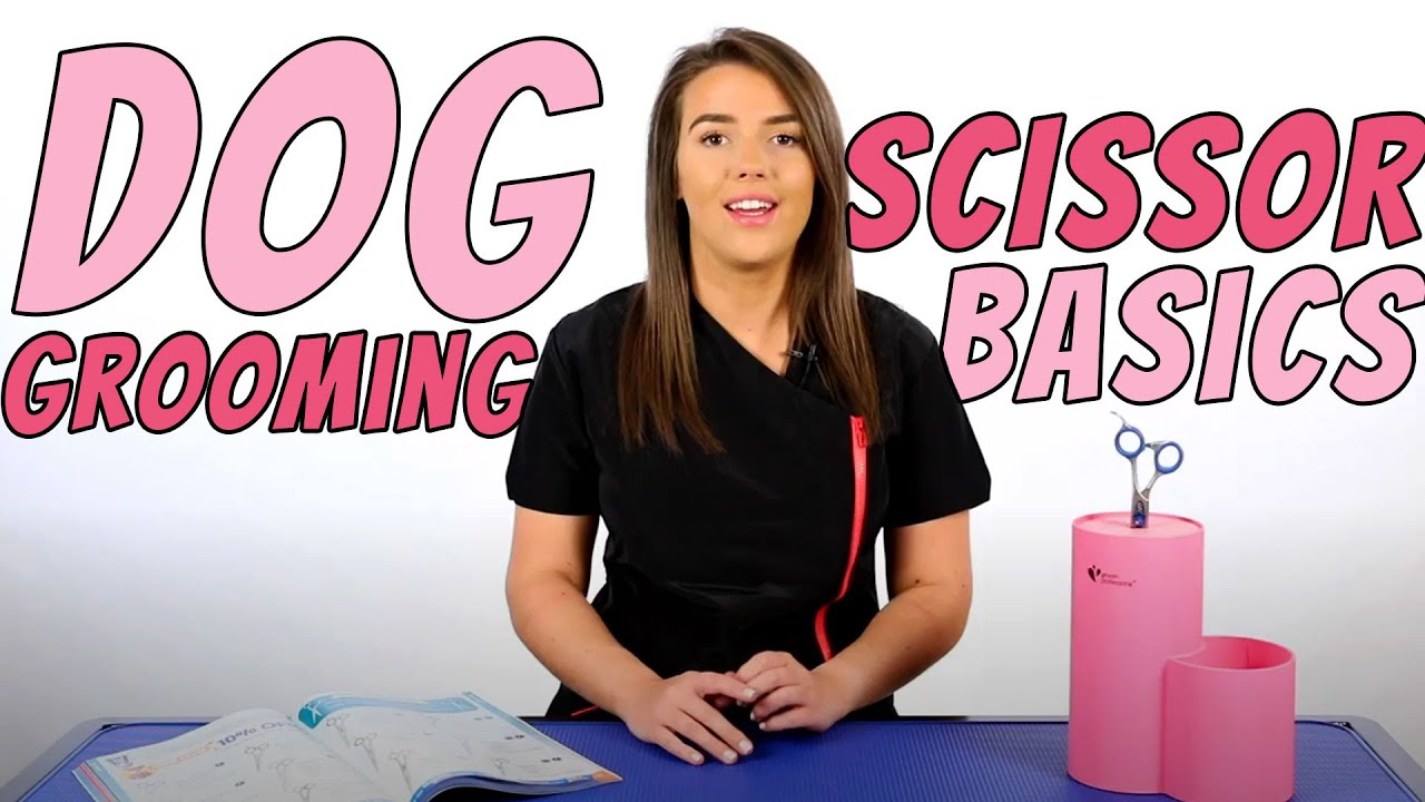 Dog Grooming Scissor Basics | Pet Owner & Dog Groomer